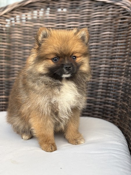 Szpic Pomeranian typ BOO - śliczne pieski paszport, metryka i wyprawka