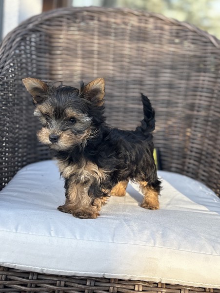 Yorkshire Terrier śliczny mini piesek - paszport, metryka i wyprawka